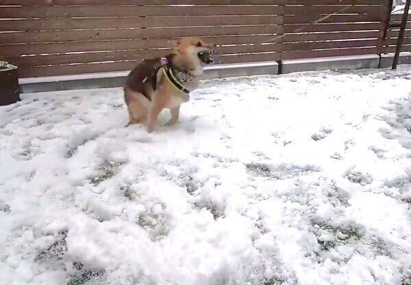 初めての雪に大興奮するおにぎりくん