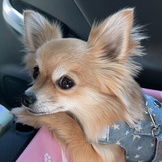 小型犬のALOちゃん