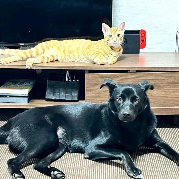 シンクロするはなちゃん、虎吉くん