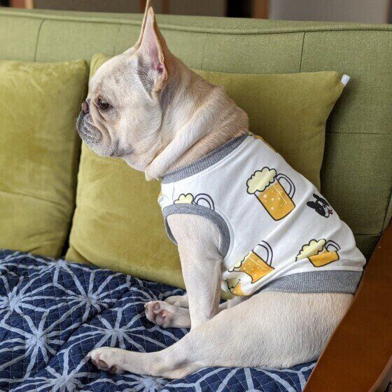 おすわりするフレンチ・ブルドッグ