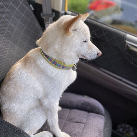 病院への道中で沈む柴のまめくん