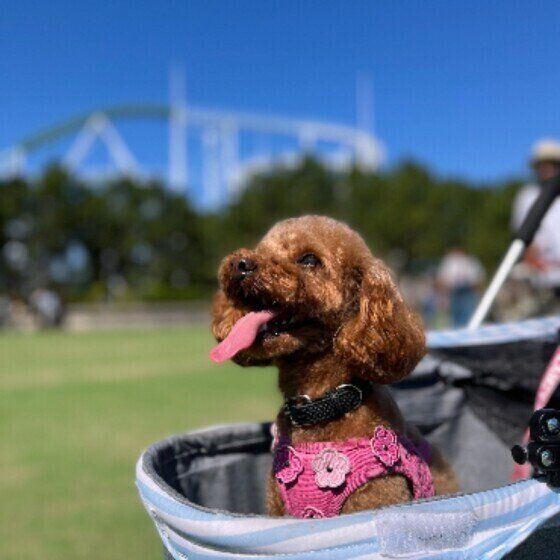 青空をバックにバギーに乗って舌を出して斜め上を見上げている、ピンクの洋服を着たトイ・プードル