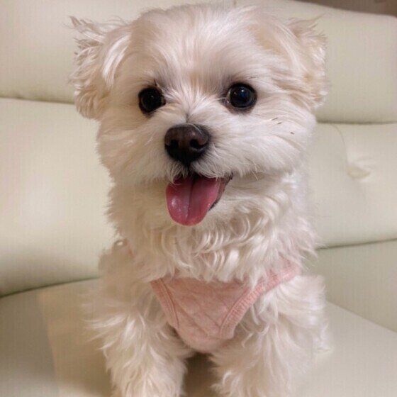 老化による排泄の失敗や夜鳴き、愛犬の体に合わせたお世話をしよう いぬのきもち