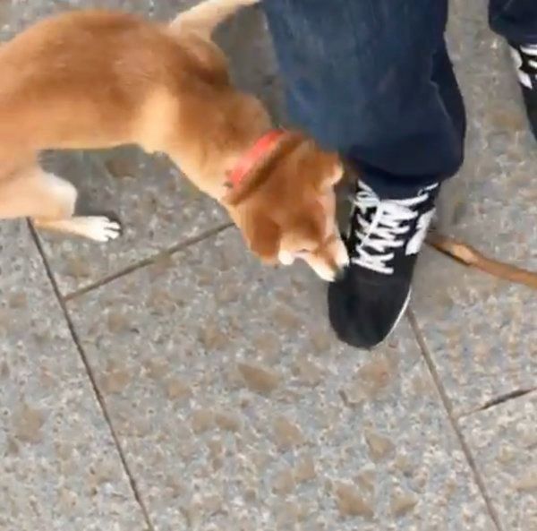 スニーカーのヒモをかじる豆柴