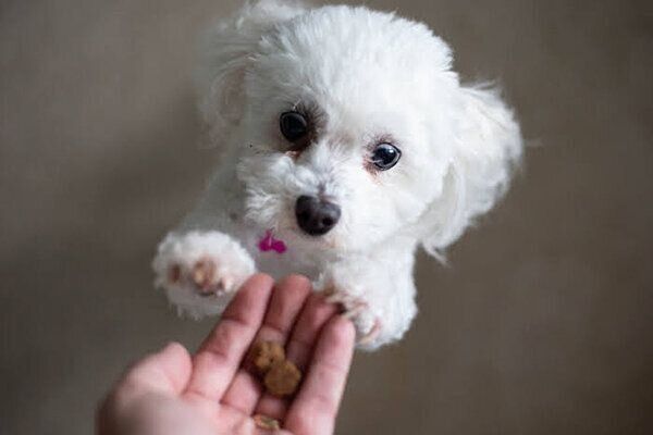おやつを欲しがる犬