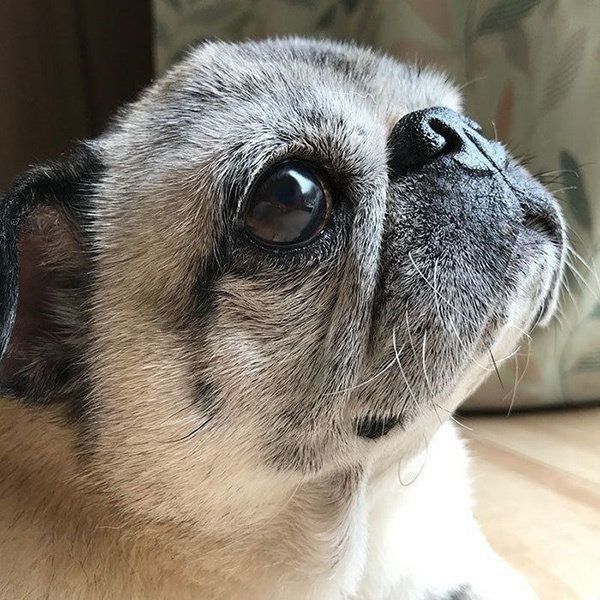 よしこさんの愛犬・めーちゃんのタフタフ