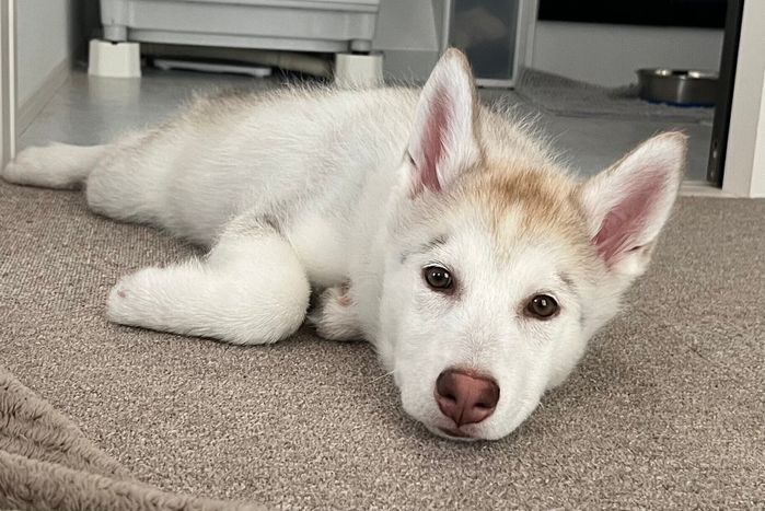 生後3カ月のころに撮影した雪風ちゃん
