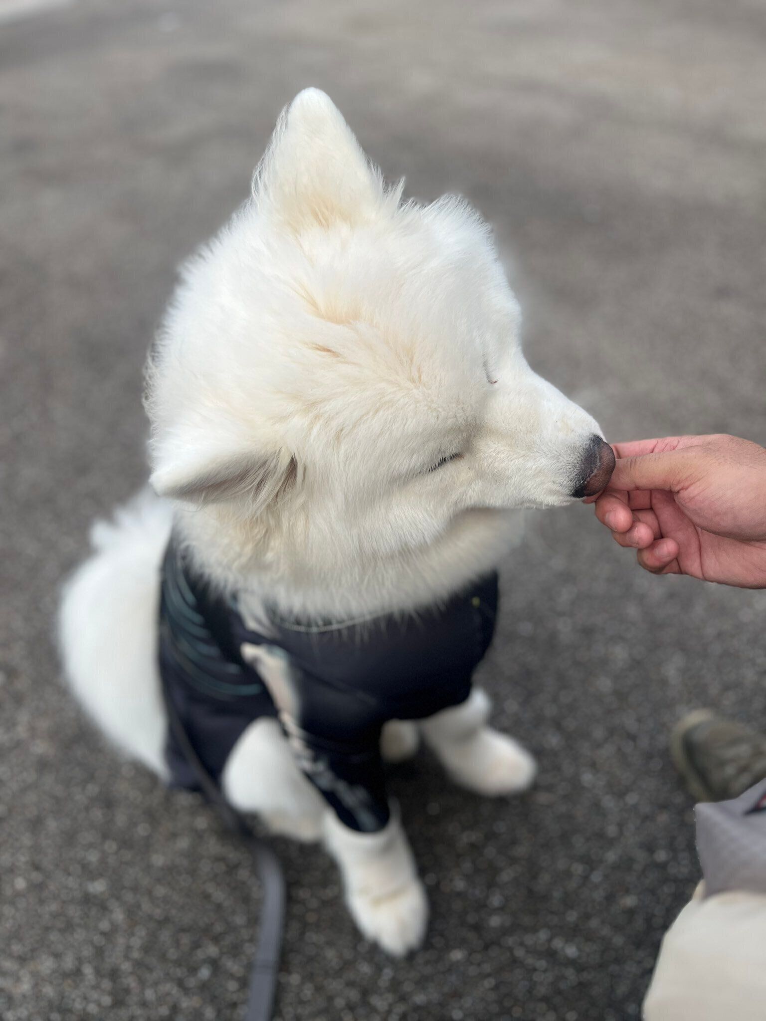 オヤツを食べるサモエド