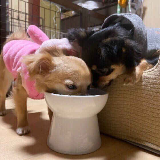 チワワのあずきちゃん