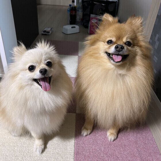 犬が嬉しい・喜んでいるときの4つのサインと犬の気持ちを探るポイント いぬのきもち