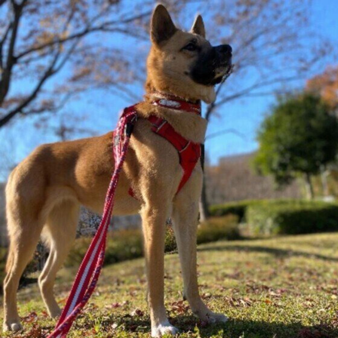 寒い季節に 犬のトイレ習慣 は変わるの 獣医師に聞きました いぬのきもちweb Magazine 寒い季節に 犬のトイレ習慣 は変わるの 獣医師に聞きました いぬのきもちweb Magazine