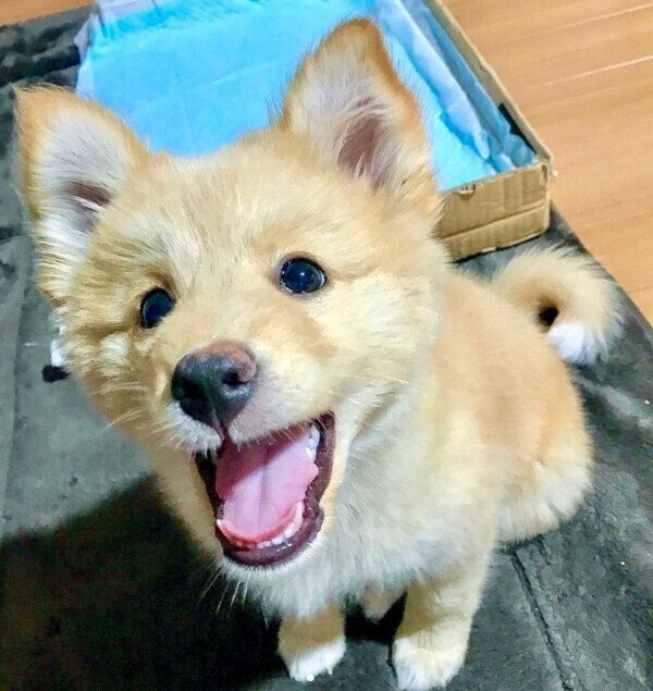 家に来た翌日、笑顔を見せてくれたあられちゃん