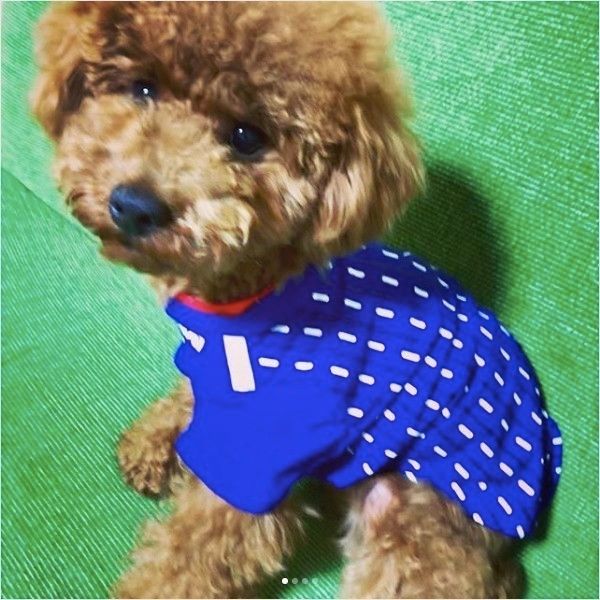 サッカー応援ワンコ