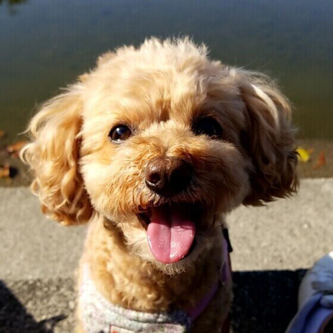 犬ってそもそも何を思っているの 犬の4大感情 と意外な感情も解説 いぬのきもちweb Magazine 犬ってそもそも何を思っているの 犬の4大感情 と意外な感情も解説 いぬのきもちweb Magazine