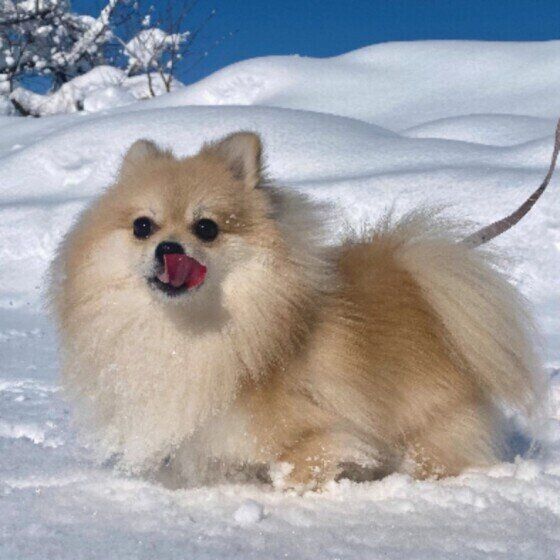 犬の散歩での融雪剤や凍結防止剤による中毒・皮膚炎に注意！ いぬのきもち