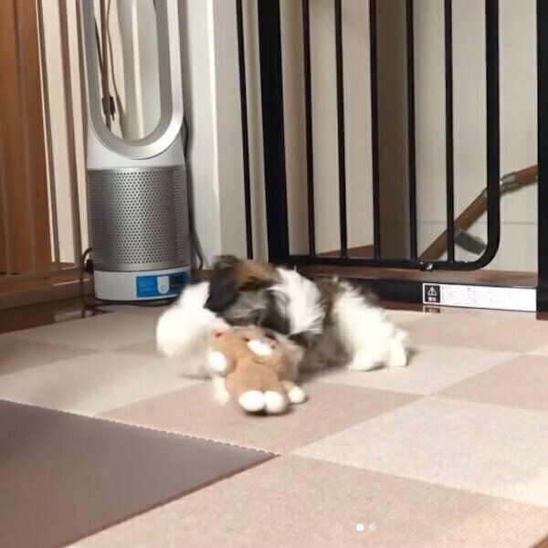 おもちゃで遊ぶぽんぷぅちゃん