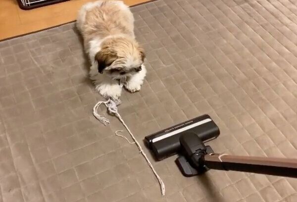 掃除機を見つめるつぶちゃん
