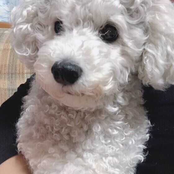 シニア犬と過ごすために、愛犬の健康管理で大切なこと いぬのきもち