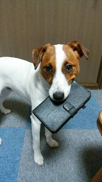 パーソン・ラッセル・テリア