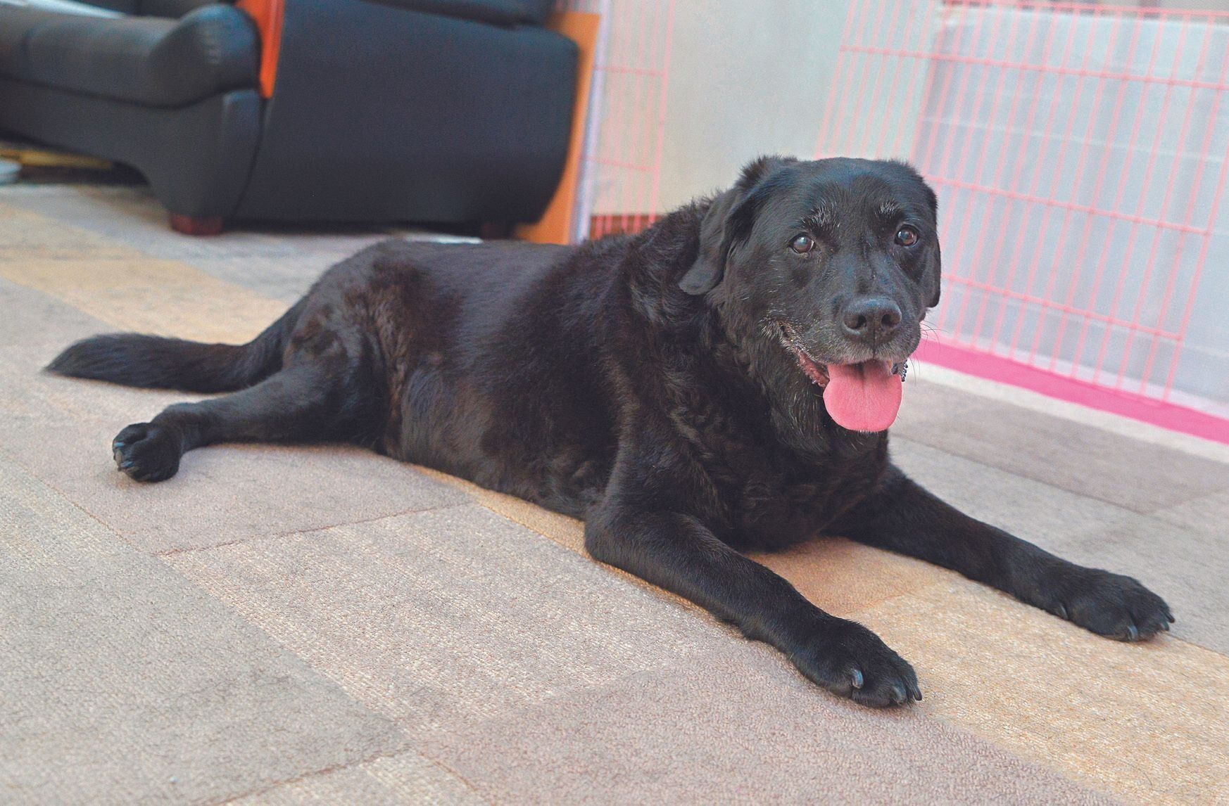 千葉県・Tさん家のオッティーちゃん（メス・15才／29.6㎏／ラブラドール・レトリーバー／おっとりしてやさしい）