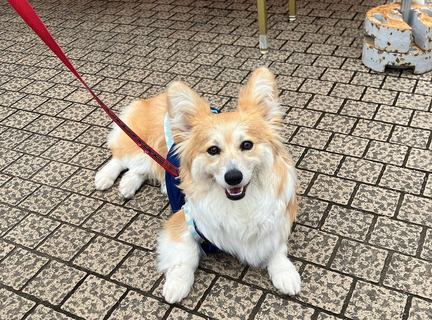 いぬのきもちフェスタ