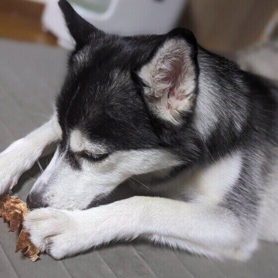 もふもふなシベリアン・ハスキーの耳