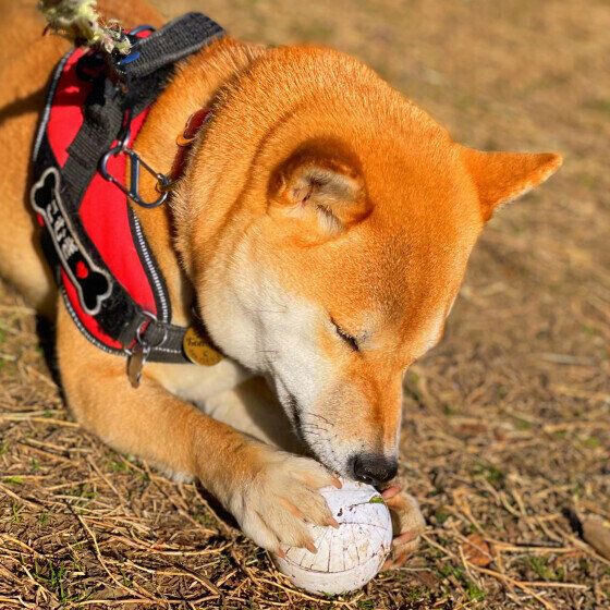 犬がボール遊びを好きなのはどうして？ボール遊びを楽しむコツとは？ いぬのきもち