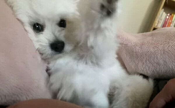 ナデナデを催促するおちゃづけくん