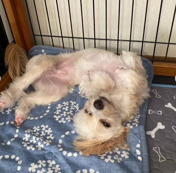 ”ヘソ天”で眠る犬