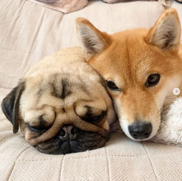 寄り添うラルくんとアキちゃん