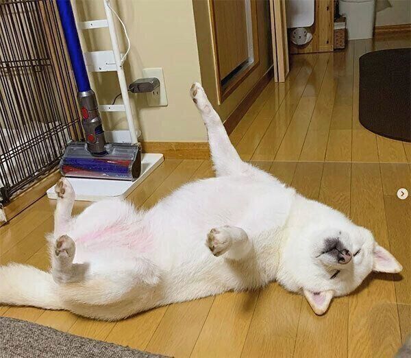 ヘソ天するゆきちゃん