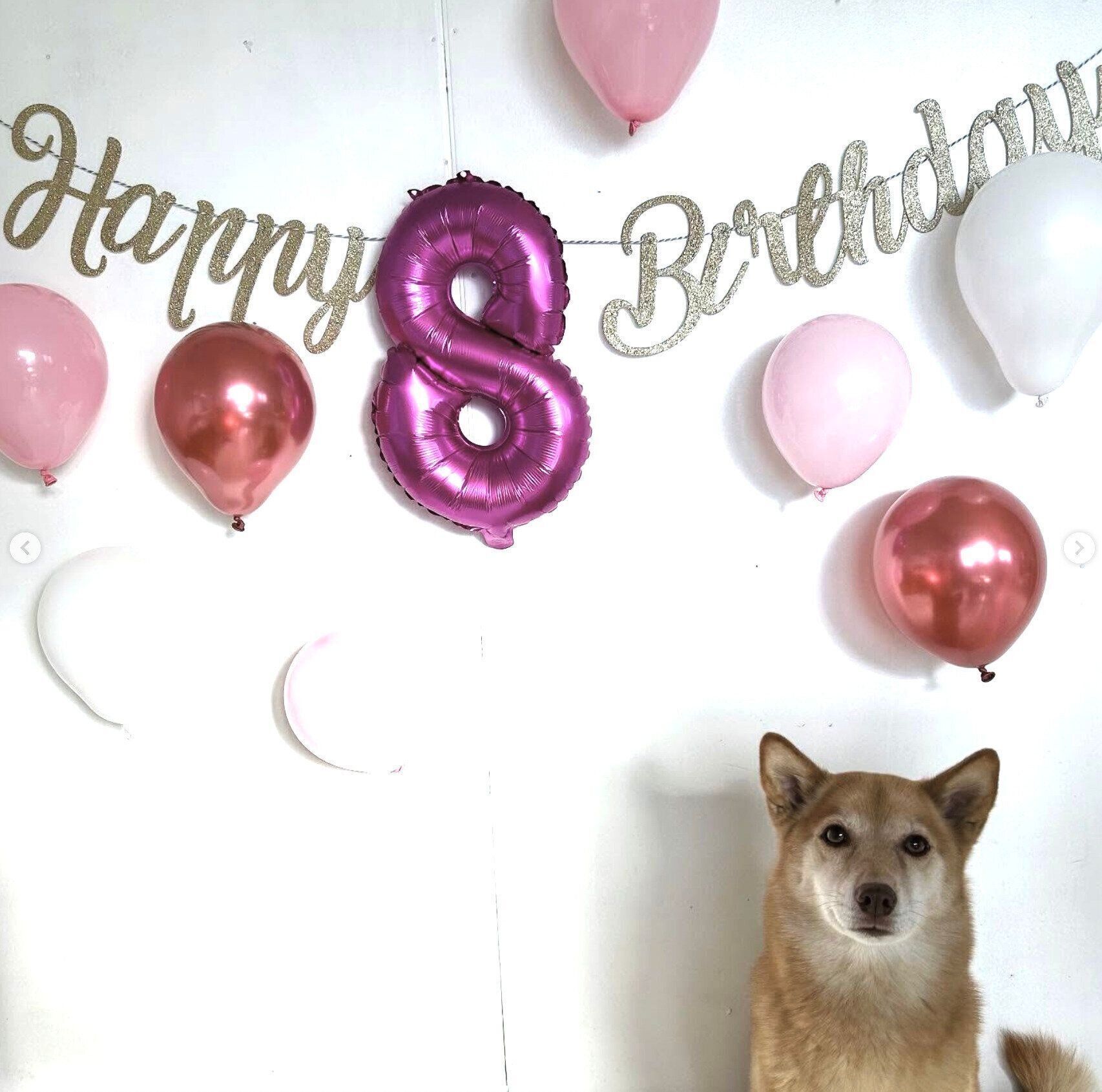 8才の誕生日を迎えたポロトちゃん。