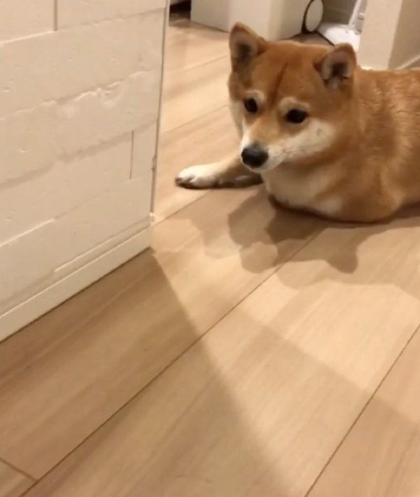 豆柴のにこちゃん