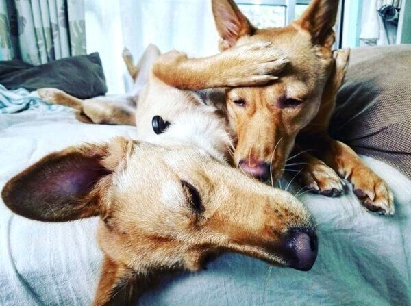 じゃれ合うむぎちゃんとおこめちゃん