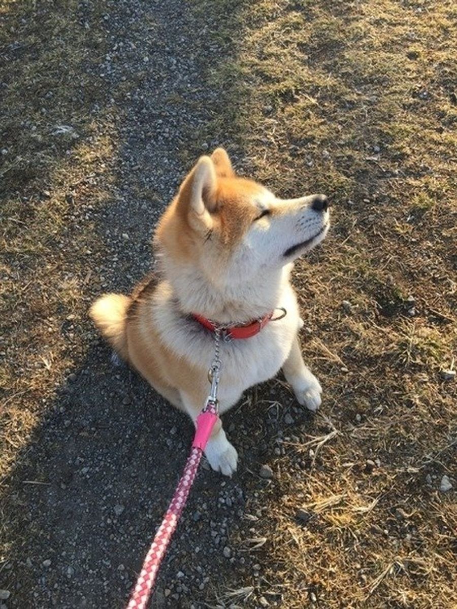 もしかしたら 第1反抗期 かも 犬の反抗期に見られる行動と対処法 いぬのきもちweb Magazine もしかしたら 第1反抗期 かも 犬の反抗期に見られる行動と対処法 いぬのきもちweb Magazine