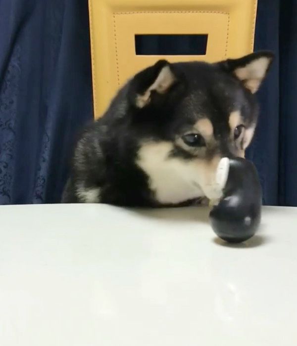 おやつが欲しい豆柴