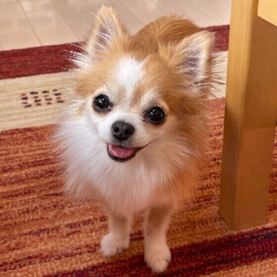 犬にルームフレグランスや柔軟剤などのニオイはNG？ いぬのきもち