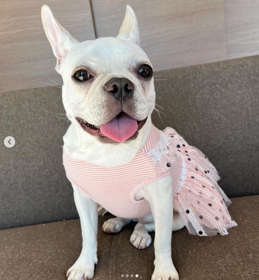 笑顔が可愛いグミちゃん