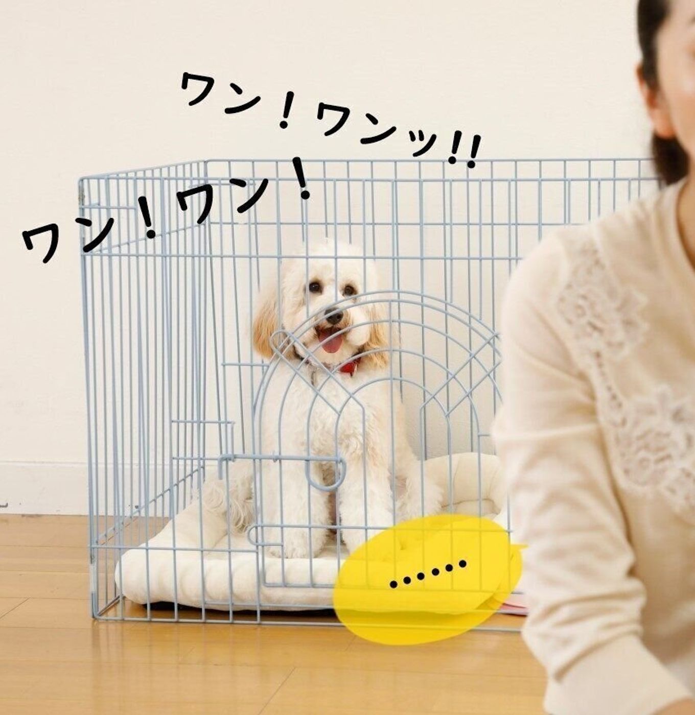 なぜ吠える 犬の おねだり吠え の気持ちを知ることが 吠えグセ解決の近道に いぬのきもちweb Magazine なぜ吠える 犬の おねだり吠え の気持ちを知ることが 吠えグセ解決の近道に いぬのきもちweb Magazine