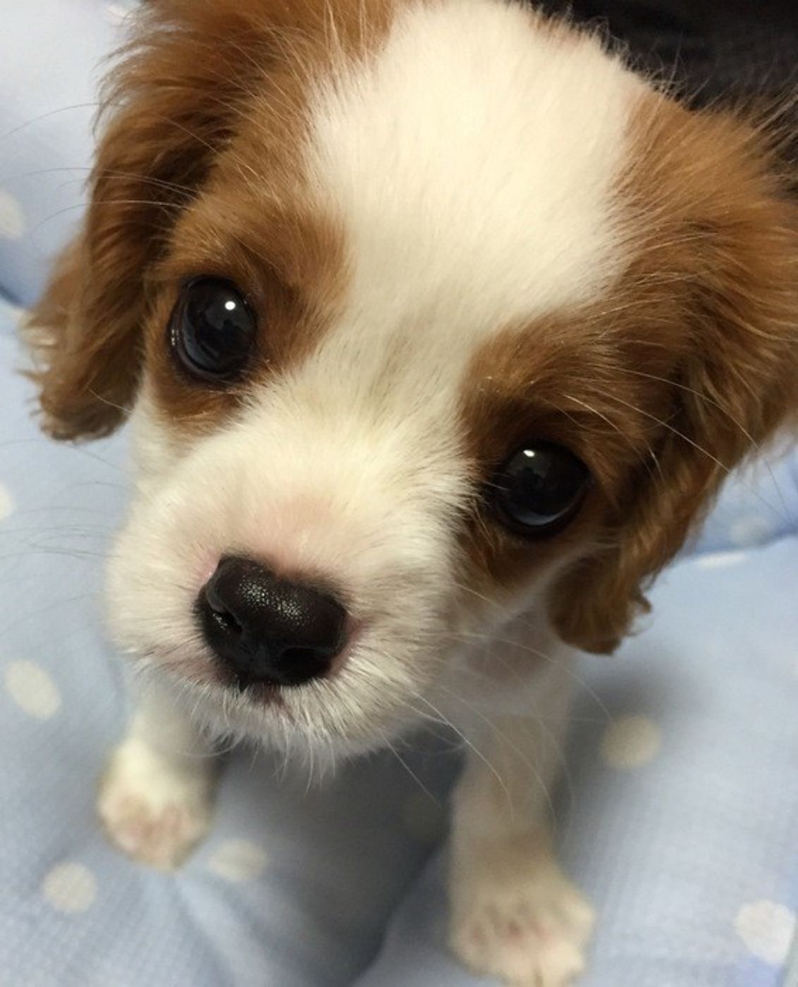 あどけない表情がたまらない ぬいぐるみみたいなキャバリアの激カワショット いぬのきもちweb Magazine あどけない表情がたまらない ぬいぐるみみたいなキャバリアの激カワショット いぬのきもちweb Magazine