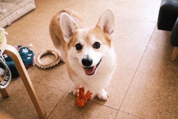 見つめるガブちゃん