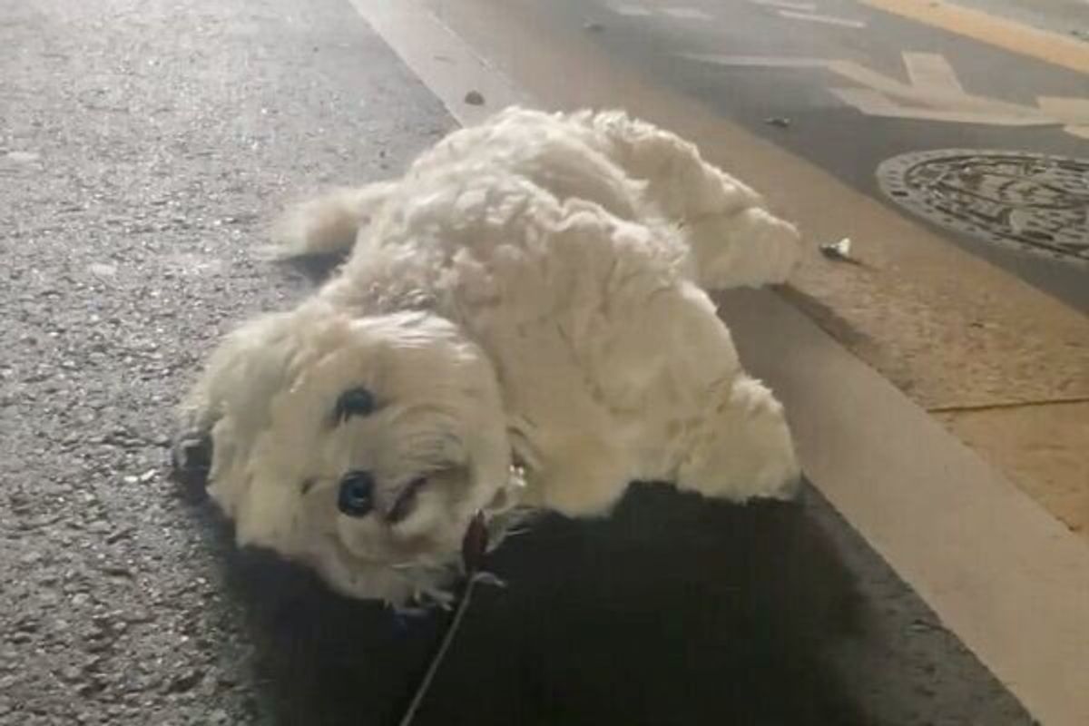 お散歩する犬が突然立ち止まって何を ダイナミックすぎる散歩拒否 に思わず爆笑 いぬのきもちweb Magazine お散歩する犬が突然立ち止まって何を ダイナミックすぎる散歩拒否 に思わず爆笑 いぬのきもちweb Magazine