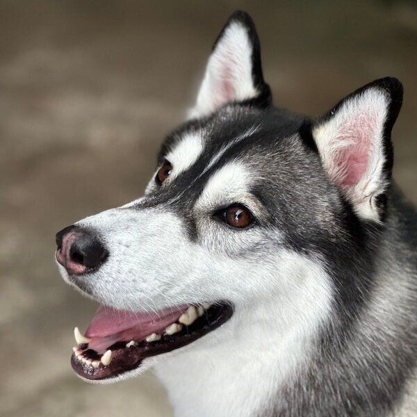 笑顔のクロノくん