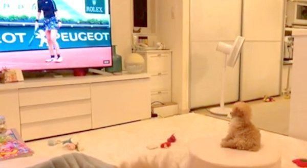 テレビを見つめるトイ・プードル