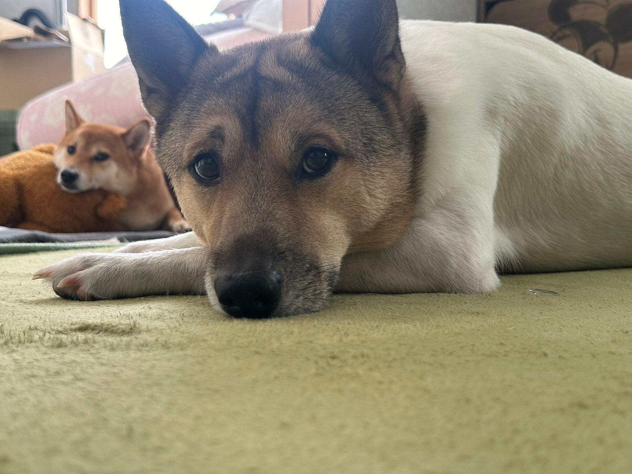 仲良くまったりするこうめちゃん、福くん