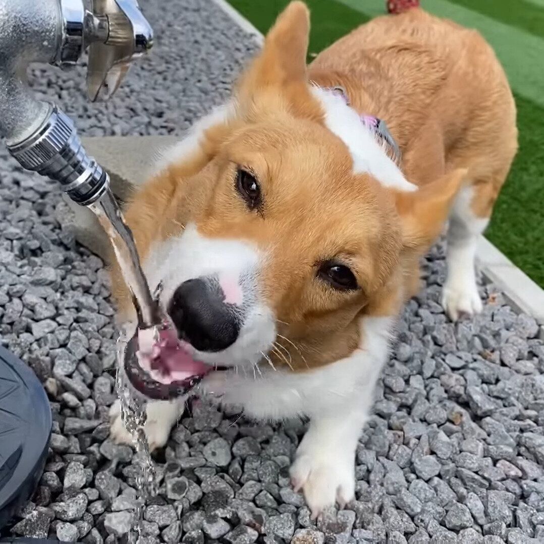 お水を飲むモナちゃん