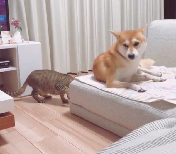 柴犬のHaluくんと猫のMugiくん