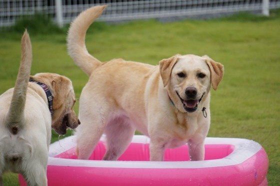 まだまだお水に入ります