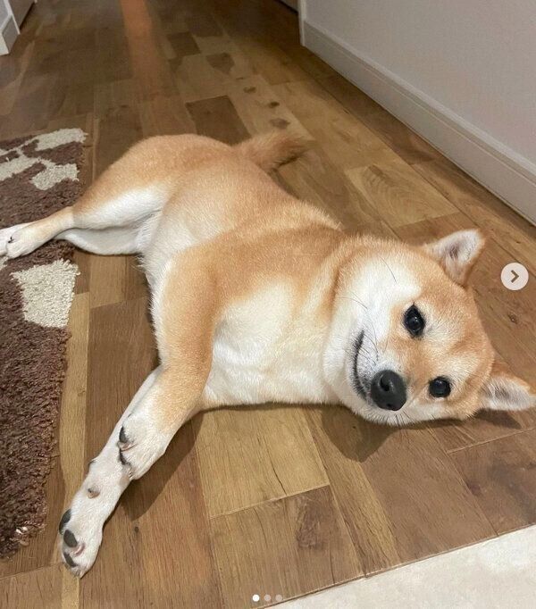 寝転がるこむぎくん