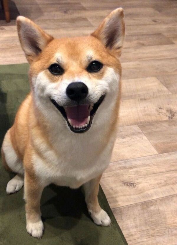 笑顔が可愛いアンチョビくん